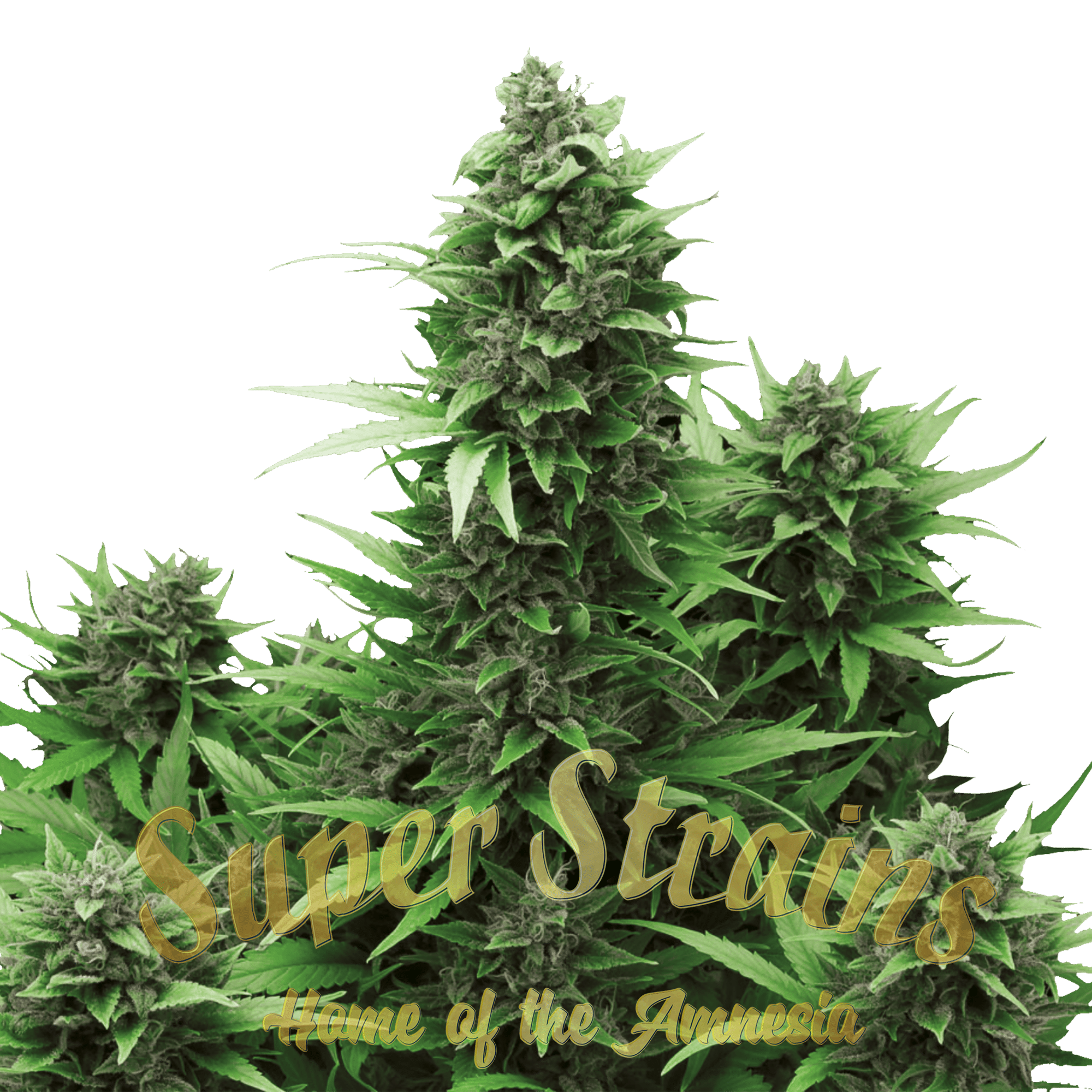Autoflower Seeds Best Autoflower Strains Super Strains Seeds